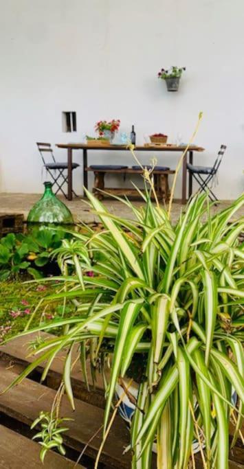 Casina Foggia Dell'Albero Apartment Putignano Bagian luar foto